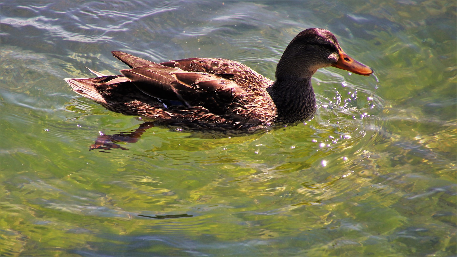 Plávajúca kačica
